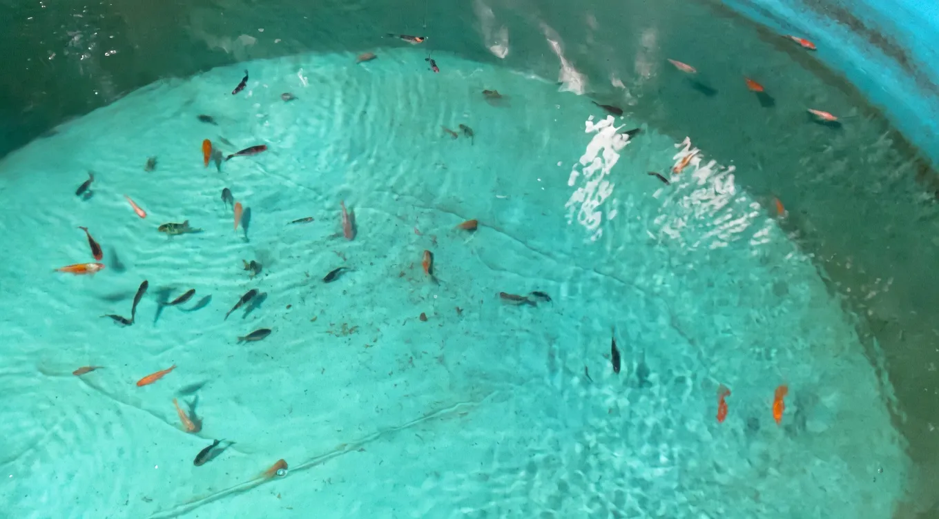 Healthy koi fish raised in Connecticut