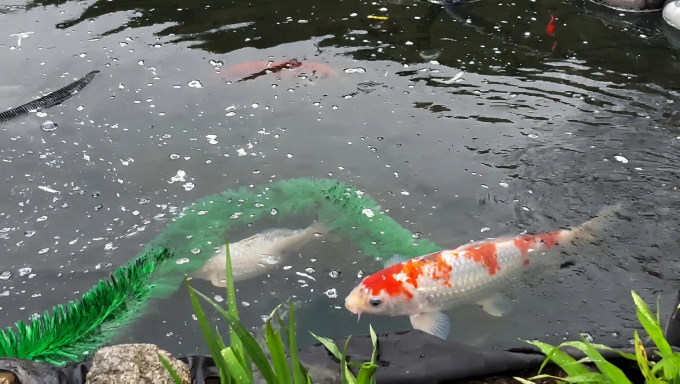 Koi fish pond at Koi's R Us CT