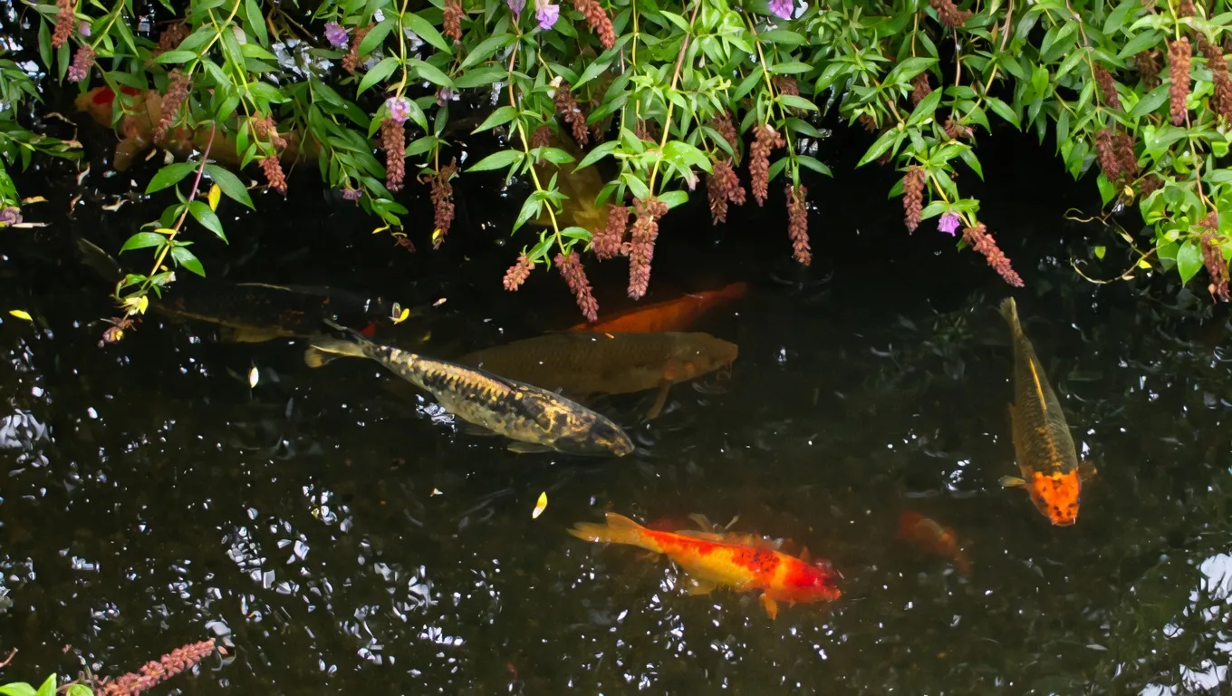 Colorful koi fish swimming in a pond at Koi's R Us CT
